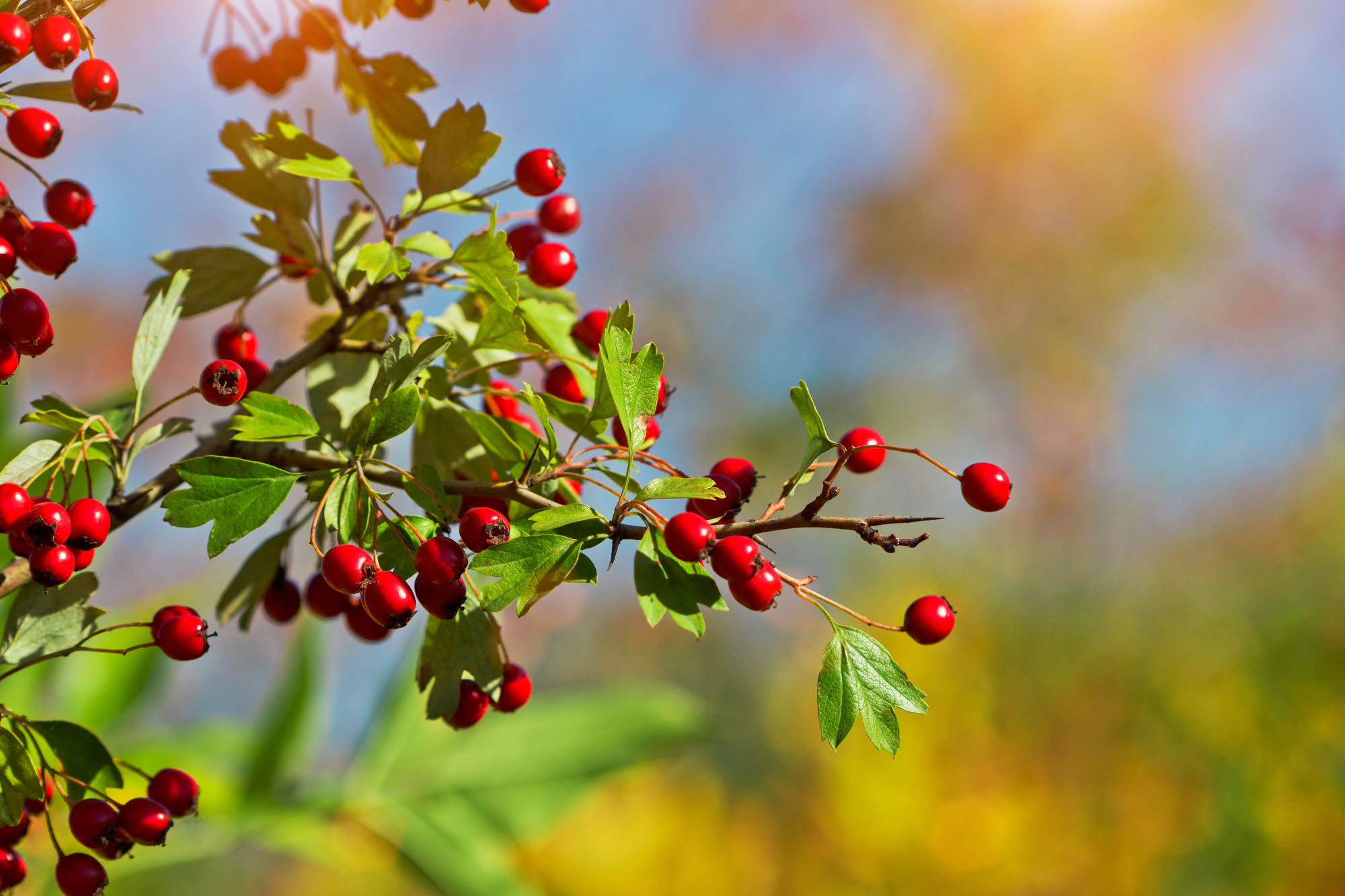 Under the Hawthorn Tree