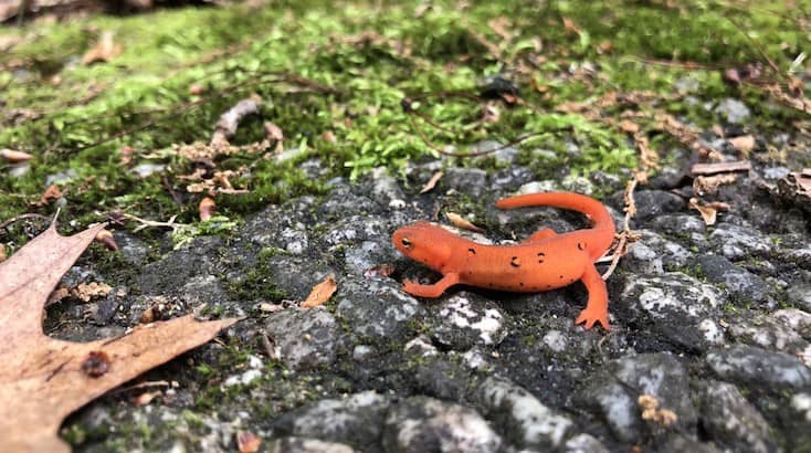 The Salamander Room